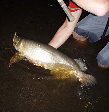 2715_Stephen Poole_Spotted Bonytongue_Scleropages leichardti.jpg 2715_Stephen Poole_Spotted Bonytongue_Scleropages leichardti.jpg
